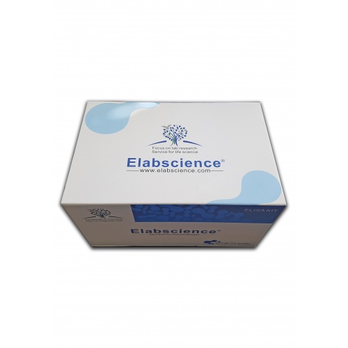 Human APP (Amyloid Precursor Protein) 