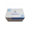 Rat TRX  